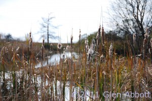 LA bayou