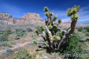 Nevada