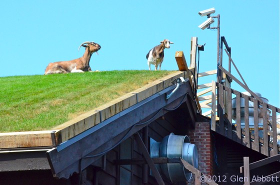 Goats On A Hot Sod Roof Al Johnson S Restaurant Door